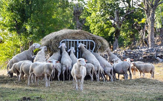 Fièvre catarrhale : en Corse le bilan s'alourdit sans aucune avancée pour les éleveurs
