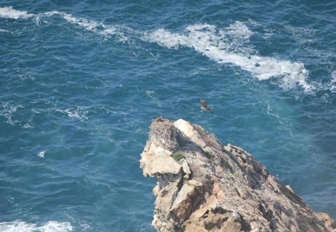 Protection des balbuzards en Corse : Un nouvel arrêté qui ne satisfait pas entièrement "U Levante"