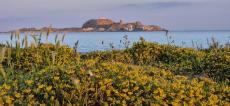 A màghjina : Fiori è memoria di Lisula