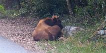 Un sexagénaire encorné par un taureau à Saleccia
