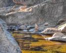 A màghjina : Capre à u filu di l'acqua in Albertacce