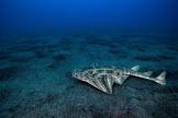 L’ange de mer, un requin menacé dont la Corse est le dernier refuge