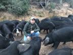 Abattre des porcs à Porto-Vecchio ? "Ca nous changerait la vie", espèrent les éleveurs 