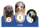 Quel est le chien préféré des Corses ?