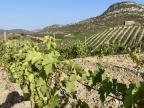 Apéros dans les vignes, yoga, dégustations : les vignobles corses misent sur l’agritourisme