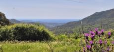 U tempu in Corsica