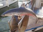 Un requin peau bleue dans le filet d'un pêcheur de Centuri