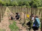 De la vigne à tous les étages ! Viticors’alti, un projet pour adapter la vigne au changement climatique