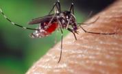 Un nouveau cas de chikungunya détecté à Ghisonaccia : deux foyers de transmission désormais actifs en Corse