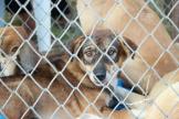 Adopter un chien pendant ses vacances : une tendance qui s’installe en Corse