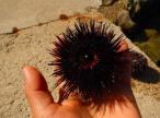 La pêche aux oursins fermée en Corse jusqu’au 15 février
