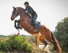 Équitation : la Corse accueille pour la première fois une épreuve de TREC 