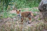 Le renard et les chats : une parenthèse de douceur à Porto-Vecchio 