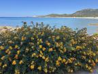 U tempu in Corsica