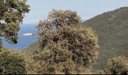 U tempu in Corsica 