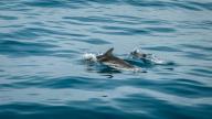 Dauphins, baleines, tortues… Les bons gestes pour observer la faune marine sans la déranger