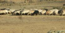 Plan CASI : L’intersyndicale agricole dénonce d’une seule voix le peu de moyens alloués à la Corse 
