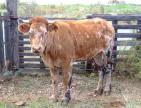 Un premier cas de besnoitiose bovine détecté en Corse-du-Sud 