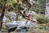 La photo du jour : face à face avec un mouflon à Ascu 