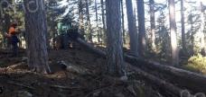 En Alta Rocca, la coopérative forestière SILVACOOP impulse une nouvelle dynamique pour la filière bois 