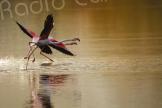 La photo du jour : Le ballet des flamants roses à Chjurlinu