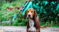 Maladie d’Aujeszky : la pseudo-rage tueuse de chiens détectée en Corse