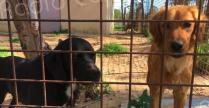 Les abandons de chiens en hausse, les adoptions en baisse : le phénomène touche aussi la Corse 