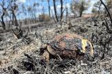 Sauver un hérisson brûlé ou une tortue piégée : en Corse, on forme ceux qui agissent 