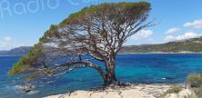 Tourisme durable : la Corse parmi les régions les plus écolabellisées de France