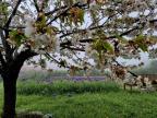 A màghjina : a nebbia di primavera 