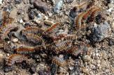 Chenilles bombyx disparate : la préfecture écarte une lutte massive en Centre-Corse 