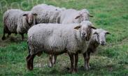 Fête de l'Aïd el-Kébir : le préfet de Haute-Corse interdit le transport non autorisé d’animaux 