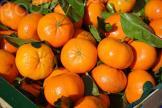 Moins de volume, mais toujours autant de saveur : la clémentine corse fait son retour 