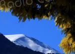 A màghjina - Trà neve è mimosa, a Lattiniccia saluta u veranu