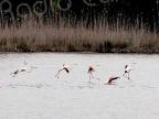 A màghjina - u ballu di i flamanti rosa nantu à u stagnu di Palu 