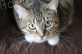 En Castagniccia, l’association Gattagniccia se mobilise pour les chats errants 