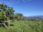 À Ajaccio, des terres privées mises au service de la nature 