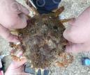Corse-du-Sud : un pêcheur contrôlé avec une araignée de mer, espèce strictement protégée 