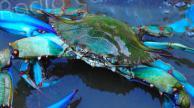 Comment le crabe bleu est-il devenu un danger pour la biodiversité corse ? 