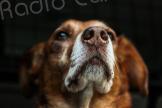 L'interdiction des colliers de dressage pour chiens saluée par les éducateurs canins corses