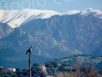 La photo du jour : le rapace du Capitellu