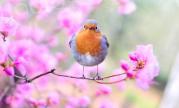 Un mois d'animations pour fêter le retour du printemps dans le Pays Ajaccien
