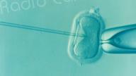 Fécondation In Vitro : un centre régional ouvrira ses portes à l’hôpital de Bastia