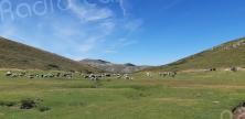 Comité de massif de Corse : Une charte pour relancer le pastoralisme dans les estives et gérer les conflits d’usage 