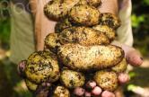 En Corse, ouverture du fonds d'urgence pour aider l'agriculture biologique
