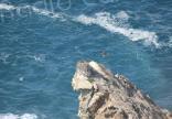 Protection des balbuzards en Corse : Un nouvel arrêté qui ne satisfait pas entièrement "U Levante"