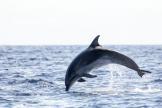Un équipage scientifique explorera le littoral corse à la rencontre du Grand dauphin 
