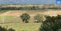 Corse : la justice rétablit en appel la carte des espaces stratégiques agricoles