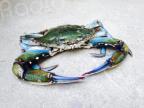 Les crabes bleus prolifèrent en Corse. Et si on les mangeait ? 