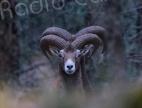   Mouflons corses illégalement transférés en Belgique : un chasseur risque la prison